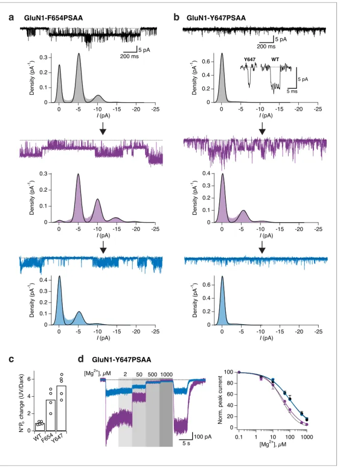 Figure 7. Optical modulation of receptor channel gating and permeation. (a) Example single-channel recording from an outside-out patch expressing GluN1-F654PSAA/GluN2A mutant receptors in the presence of 100 mM glutamate and glycine and exposed to differen