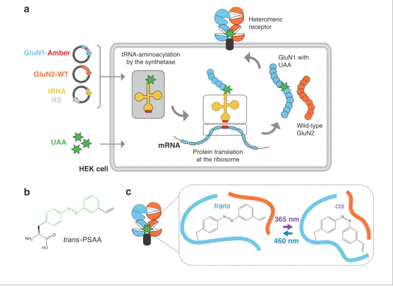 Figure 1. General principle for genetic encoding photoswitchable UAAs into membrane receptors