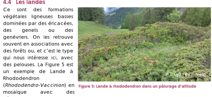 Figure 5: Lande à rhododendron dans un pâturage d’altitude 