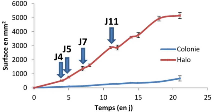 Figure 8: Evolution de la croissance et de l’activité enzymatique de BW1 sur milieu gélosé à 2,6 % d’entier incubé à 10°C