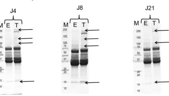 Figure 11 : Gels SDS-PAGE des filtrats protéiques de 4 j, 8 j et 21 j issus de la croissance de BW1 dans l’entier à 2,6% à 10°C