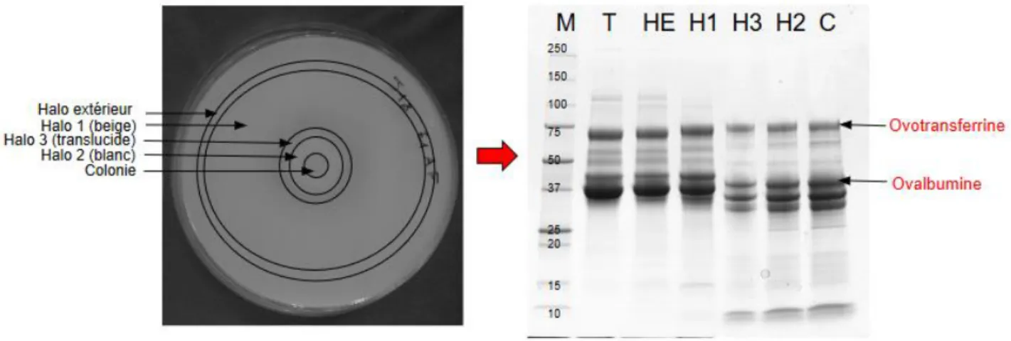 Figure 12 : Identification de l’activité protéolytique à partir des exsudats de gélose dans les halos d’hydrolyse formés après 21 j  d’incubation à 10°C de BW1 sur milieu gélosé à 2,6% d’entier
