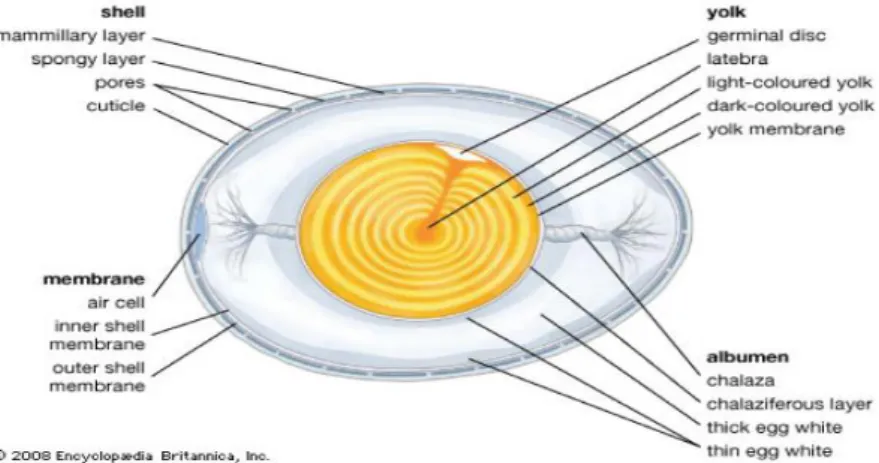 Figure 2 : Structure interne de l’œuf de poule (2) 
