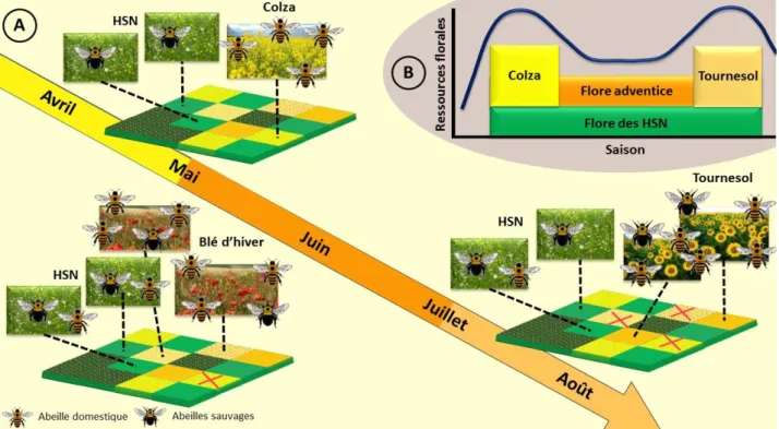 Figure  4 :  Pattern  d’utilisation  temporelle  des  ressources  florales  pour  les  abeilles  sauvages  et  l’abeille  domestique  dans  un  paysage agricole d’après Bretagnolle &amp; Gaba (2015).
