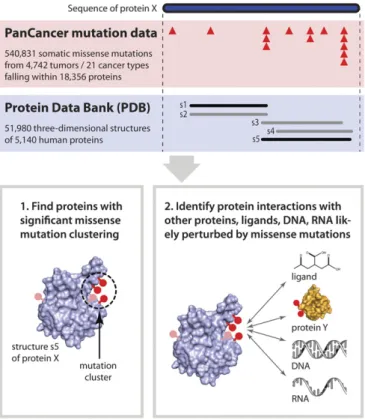 Fig. 2. Schematic overview of the analyses in this study. (Upper) Triangles denote somatic missense mutations in individual samples; bars labeled s1 – s5 represent PDB structures covering different parts of the protein sequence;