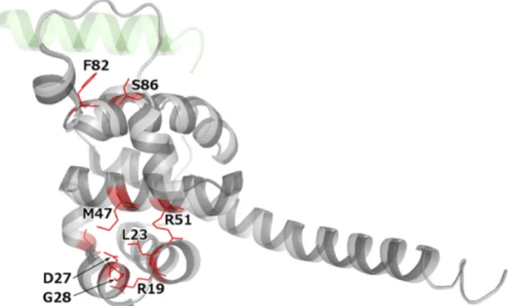 Fig. 3. Crystal structure of NUF2 (gray) bound to a fragment of NDC80 (pale green) (PDB ID code 3IZ0) (20)