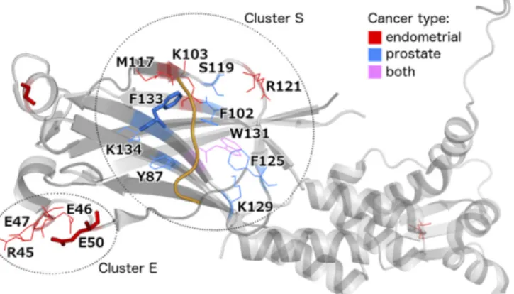 Fig. 4. Tissue-specific missense mutation clustering in SPOP (PDB ID code 3HU6) (37). All residues mutated in endometrial or prostate tumors are  high-lighted in color according to tissue of origin