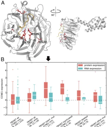 Fig. 5. Spatial location of FBXW7 mutation hotspots and their effect on CCNE1 protein levels