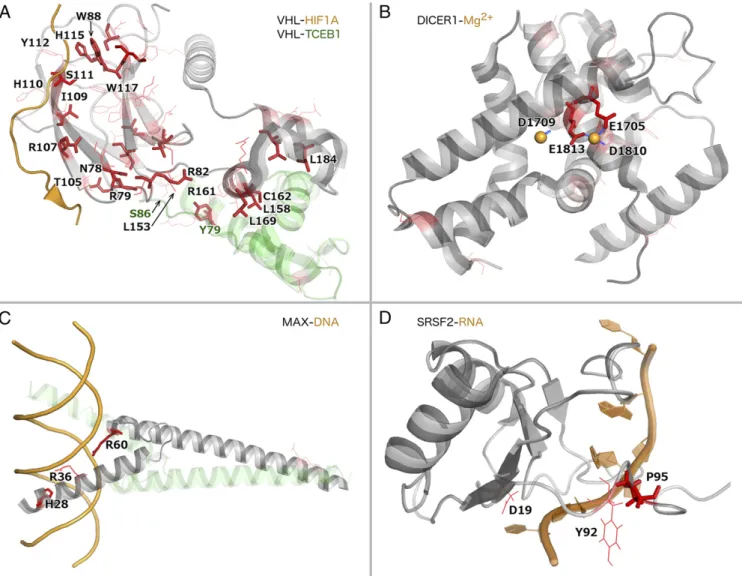 Fig. 6. Examples for protein – protein, protein – ion, protein – DNA, and protein – RNA interaction interfaces significantly enriched with mutations