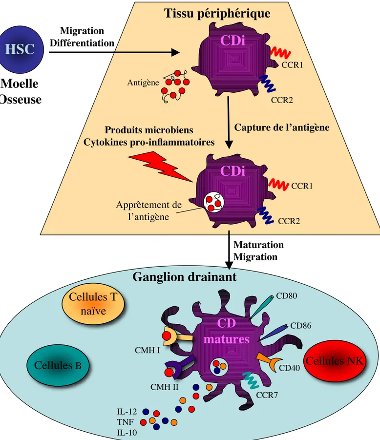 Figure 2 : Les points-clef de l’immunologie des CD. Les cellules souches hématopoïétiques (HSC) se différentient en CD immatures (CDi) qui sont recrutées dans les tissus périphériques où elles internalisent en continu les antigènes