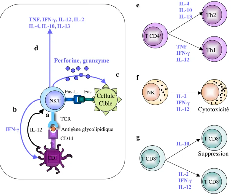 Figure  4:  Activation  et  fonction  des  cellules  NKT.  (a)  les  cellules  NKT  sont  activées  par  des  CPA présentant un antigène glycolipidique sur la molécule CD1d