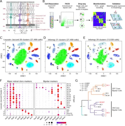 Figure 1. Clustering of bipolar cells by Drop-seq