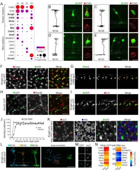 Figure 4. Four BC5 types with distinct morphology and gene expression