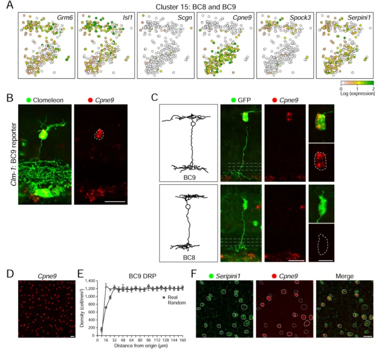 Figure 5. BC8 and BC9 are closely related but separable by unsupervised methods (A) A magnified view of cluster 15 on the tSNE map in Figure 1C shows two 
