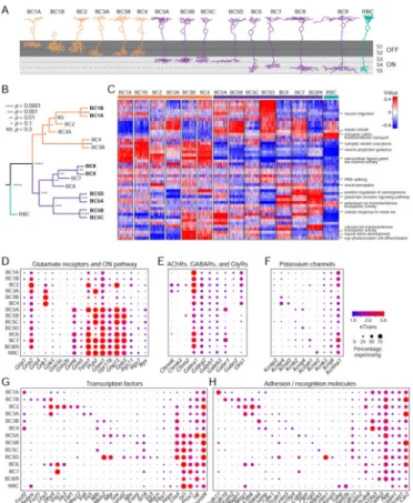 Figure 6. Drop-seq transcriptomes provides insights into BC function