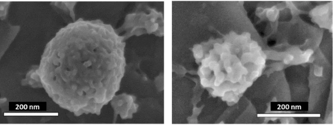 Figure I-17. Images de MEB à haute résolution de la structure micellaire de la caséine du lait  de vache [159]