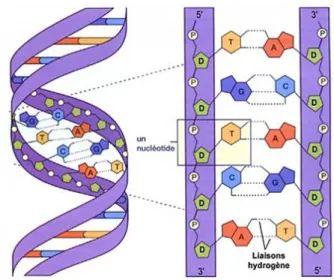 Figure I-20. Fragment d’ADN : structure moléculaire autour de 5 paires de bases (à gauche) et  structure hélicoïdale (double hélice) (à droite) [171]