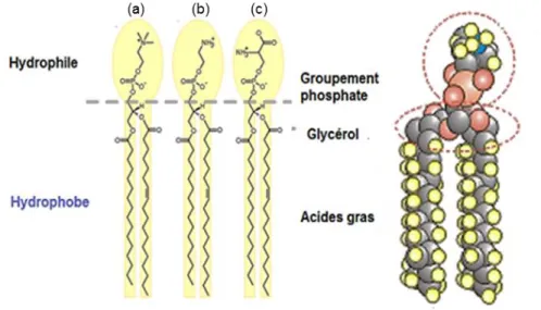 Figure  I-21.  Représentation  des  différents  groupements  chimiques  de  la  structure  des  phospholipides  (à  droite)