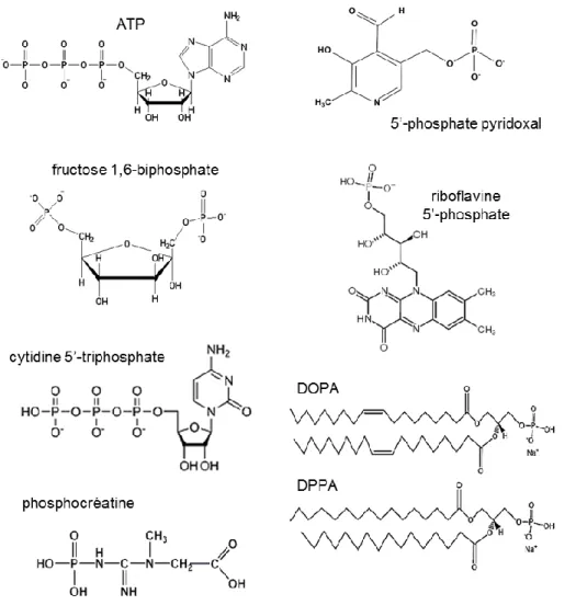 Figure I-23. Biomolécules phosphorées utilisées dans la synthèse de phosphates de calcium