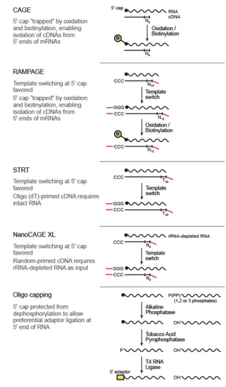 Figure 1. Methods for 5’ end RNA-Seq.