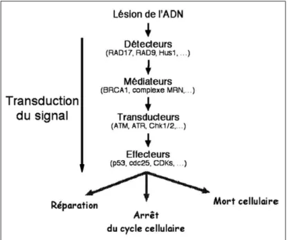 Figure 4 : La cascade des protéines activées après irradiation.  D’après Hennequin, Cancer  Radiother 2008