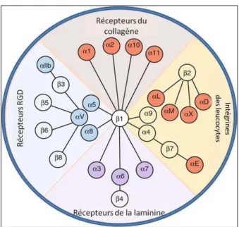 Figure 12 :  La  famille  des  intégrines :  les  différents  couples  possibles.  Adapté  d’après  Barczyk, Cell and Tissue Research 2010