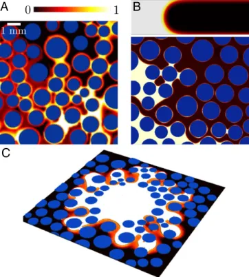 Fig. 5. (A) Experimental snapshot of SI-IC at the pore scale, which is char- char-acterized by the coexistence of thin films and corner flow