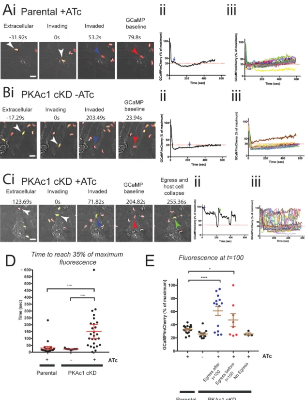 Fig 5. PKAc1 controls the rapid down-regulation of cytosolic Ca 2+ shortly after invasion