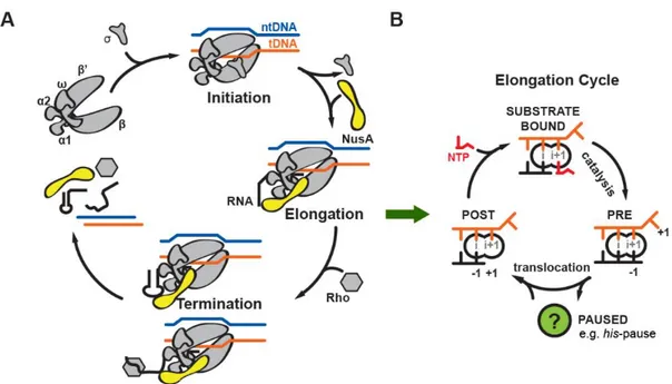 Figure 6 Transcription cycle (A) and elongation cycle (B) in bacteria. Template DNA (tDNA,  orange), non-template DNA (ntDNA, blue), RNA (black), RNAP (gray), and NusA (yellow)  are indicated