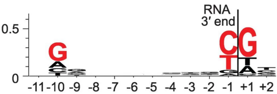 Figure 7 Sequence logo for consensus pause element from NET-seq. Red, bases with ≥ 0.2  bit sequence-information content