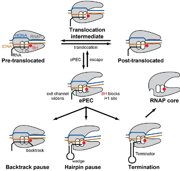 Figure  8  Schematic  representation  of  current  model  of  transcriptional  pausing