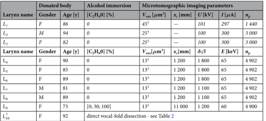 Table 1.  Scanned larynges. Italic lines refer to samples imaged with a laboratory conical X-ray source with  absorption imaging mode, the others being imaged with a synchrotron source