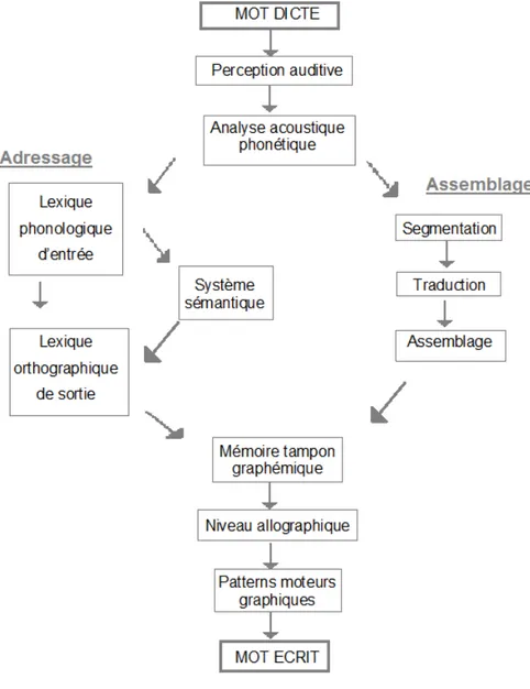 Figure 1 : Modèle à deux voies de lecture 