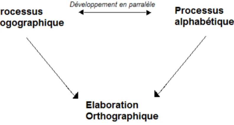 Figure 2 : Modèle à double fondations du développement orthographique (SEYMOUR) 