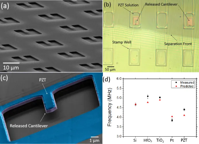 Fig. 9. SEM micrographs of (a) released cantilevers which were aligned to a patterned stamp