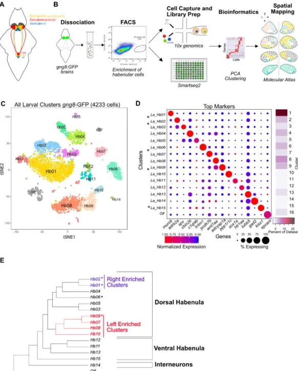 Figure 1. Unbiased Clustering of scRNA-seq Data Identifies 15 Molecular Distinct Neuronal  Clusters in the Larval Habenula