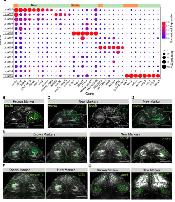 Figure 2. Validation and Spatial Distribution of Previously Described Neuronal Types along with  Identified Novel Markers