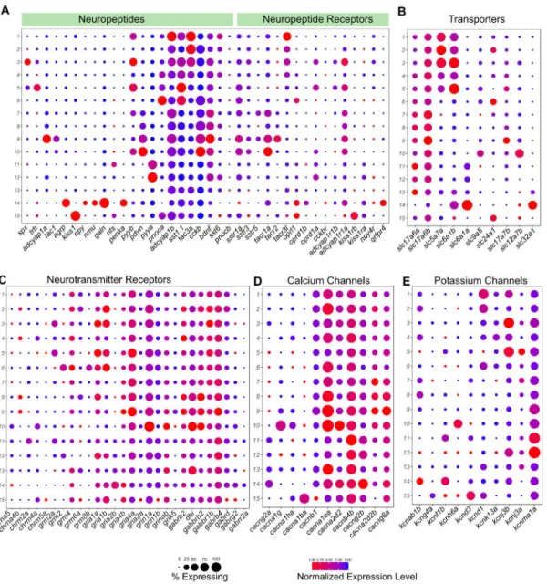Figure 6. Divergent Expression Patterns of Functionally Relevant Genes among the Larval  Habenular Neuronal Types
