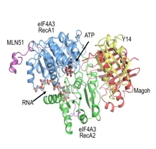 Figure 1: Structure cristallographique de l’EJC et d’eIF4A3 