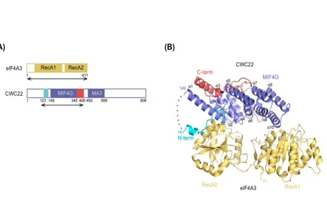 Figure 7 : Structure du complexe CWC22/eIF4A3 humain.  