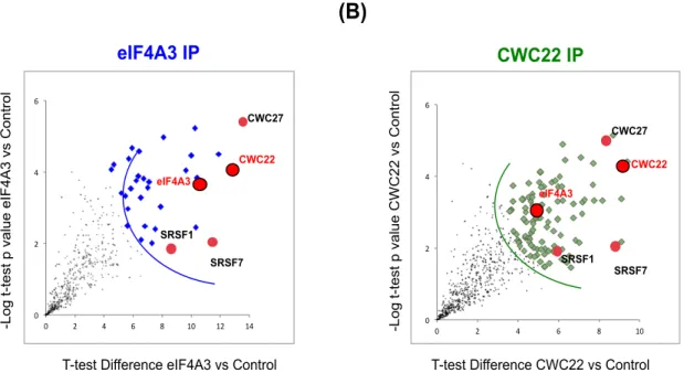 Figure 8 : Résultats de la spectrométrie de masse des protéines associées à eIF4A3 et  CWC22