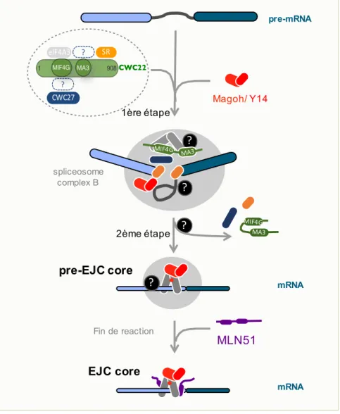 Figure 10 : Représentation schématique du modèle d’étapes de l’assemblage de l’EJC.  CWC22SR1MIF4GMA3908eIF4A3?CWC27?pre-mRNA1ère étapeMagoh/Y142ème étapemRNAspliceosomecomplex Bpre-EJC coreMLN51Fin de reaction mRNAEJC core