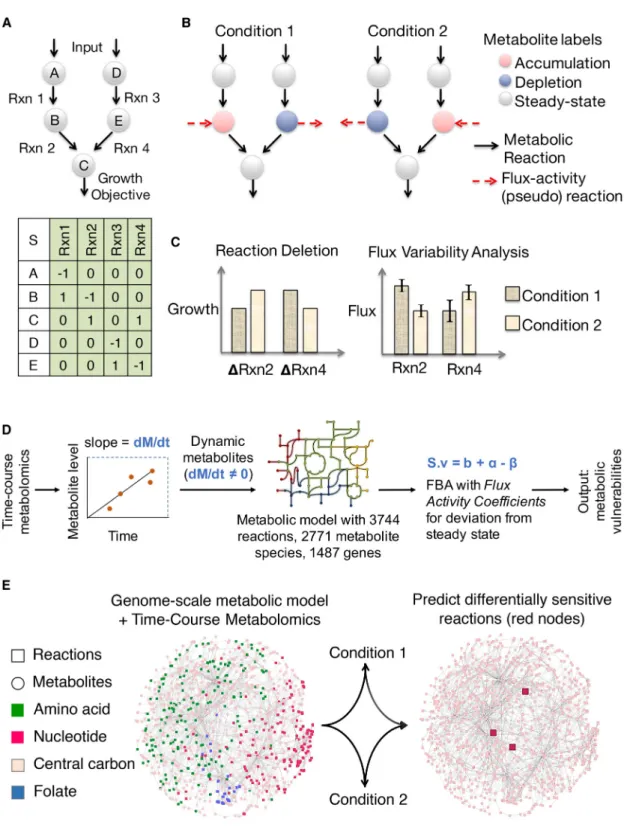 Figure 1. Overview of Our Approach to Integrate Time-Course Metabolomics (Intracellular or Extracellular) with Genome-Scale Metabolic Models to Reconstruct the Metabolic Network of Different Cell Fates