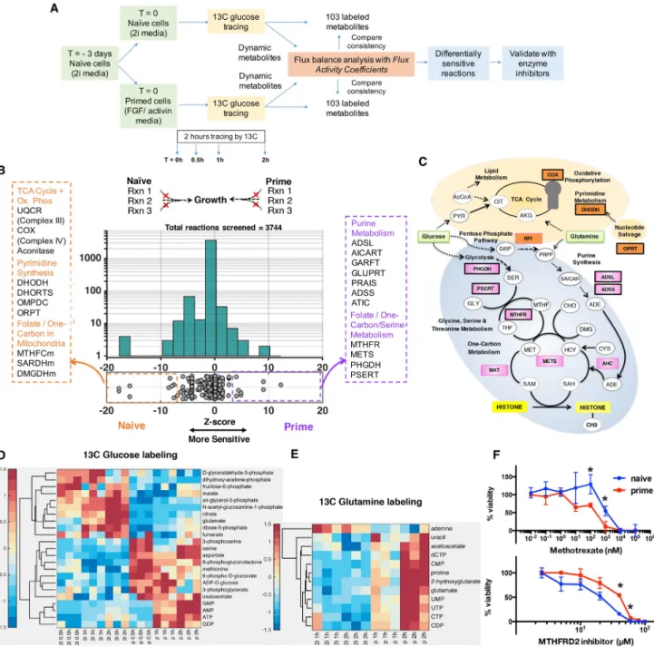 Figure 3. Mapping the Metabolic Differences between Naive and Primed Stem Cells Using the Computational Model of Metabolism (A) Overview of our approach to measure time-course metabolomics data and identify differentially active reactions.