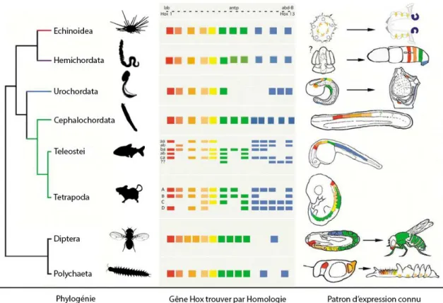 Figure 4 : Les gènes Hox, famille de gènes conservés entre différentes espèces 