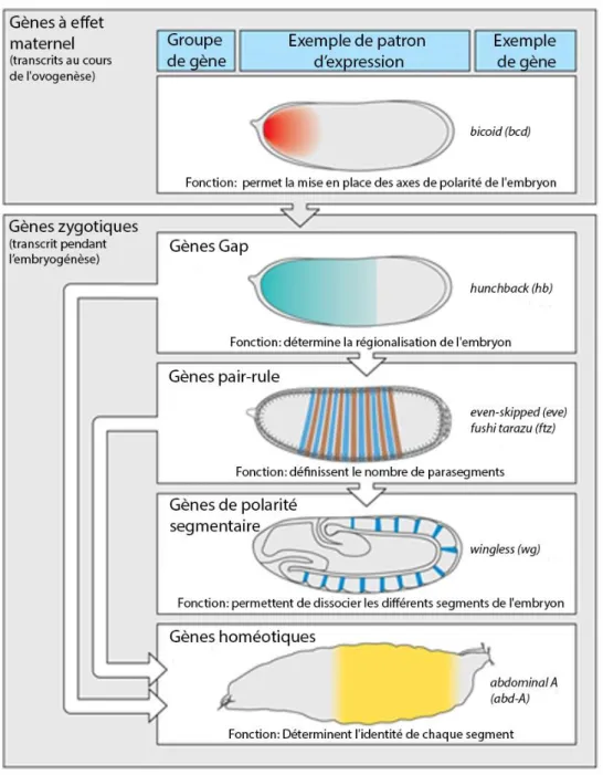 Figure 12 : Gènes impliqués dans la segmentation chez la Drosophile 