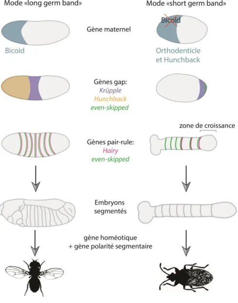 Figure 13 : Exemple  de  différences  d’expression  des  gènes  impliqués  dans la segmentation  entre  une espèce long-germ band et short germ band 