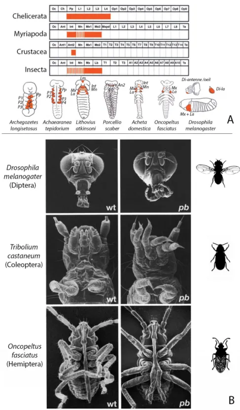 Figure  14 :  Différences  d’expression  et  de  fonction  du  gène  Hox  proboscipedia  entre  différentes  espèces d’Arthropodes et d’insectes 