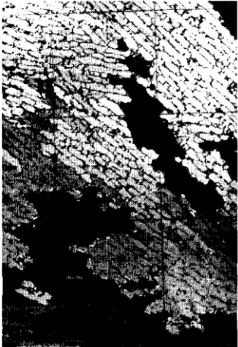 Fig. 10. Photomicrograph of a thin section of sea icc, Point Barrow, Alaska, 1960; photograph taken using
