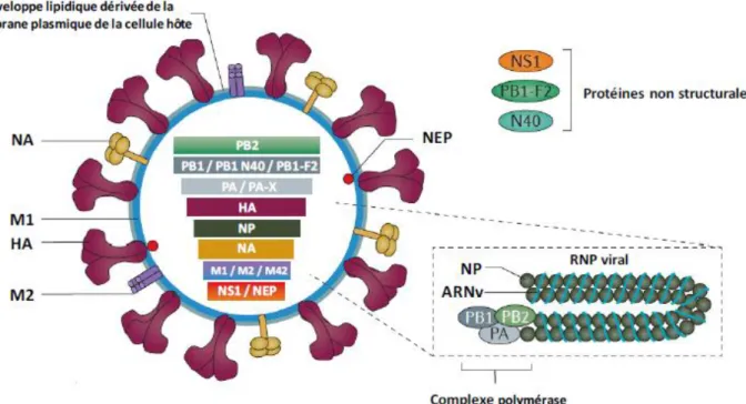 Figure 2: Schéma d'une particule virale de virus Influenza A 